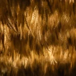 MILHAEDAM by SPACE DOT