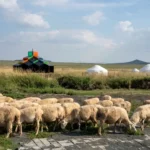 Modern Mongolian Ger Installation by Ger Atelier