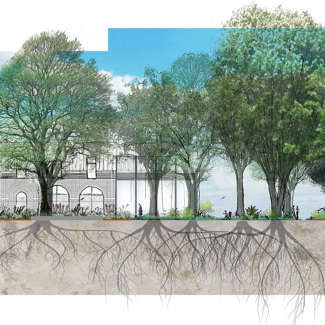 Landscape section of a tree lined street showing canopies, people and the root zones in the soil below