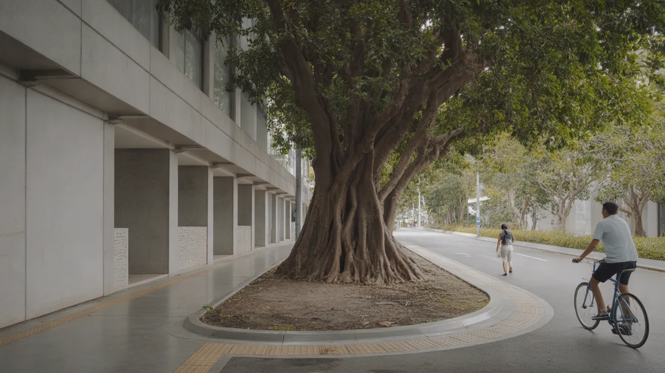 Footpath curving around the base of a large mature tree with spreading roots in a tropical city